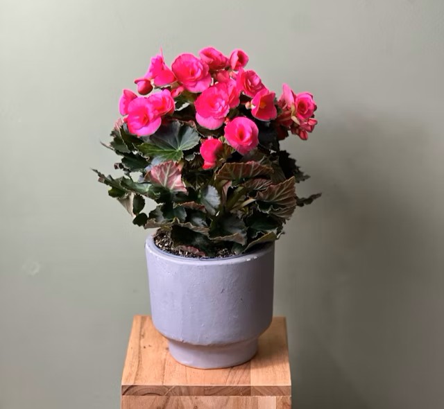Product4